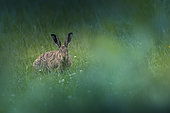 European hare (Lepus europaeus) in the grass, Ardennes, Belgium