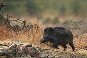 Eurasian wild boar (Sus scrofa), Ardennes, Belgium