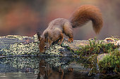 Red squirrel (Sciurus vulgaris) drinking, Ardennes, Belgium