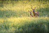 Female roe deer (Capreolus capreolus) and fawn, Ardennes, Belgium