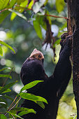 Bornean Sun Bear (Helarctos malayanus) climbing in a tree, Borneo Malay Bear Center, Rescue and Rehabilitation Center, Sepilok Rehabilitation Center, Sabah, Malaysia, North Borneo, Southeast Asia