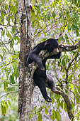 Bornean Sun Bear (Helarctos malayanus) at rest on a branch, Borneo Malay Bear Center, Rescue and Rehabilitation Center, Sepilok Rehabilitation Center, Sabah, Malaysia, North Borneo, Southeast Asia