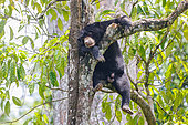 Bornean Sun Bear (Helarctos malayanus) at rest on a branch, Borneo Malay Bear Center, Rescue and Rehabilitation Center, Sepilok Rehabilitation Center, Sabah, Malaysia, North Borneo, Southeast Asia