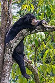 Bornean Sun Bear (Helarctos malayanus) at rest on a branch, Borneo Malay Bear Center, Rescue and Rehabilitation Center, Sepilok Rehabilitation Center, Sabah, Malaysia, North Borneo, Southeast Asia