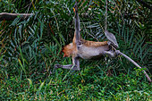 Proboscis monkey or long-nosed monkey (Nasalis larvatus), female eating leaves, Reserve of Labuk Bay, Sabah, Malaysia, North Borneo, Southeast Asia