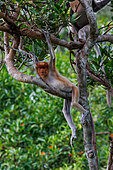Proboscis monkey or long-nosed monkey (Nasalis larvatus), Young male resting in a tree, Reserve of Labuk Bay, Sabah, Malaysia, North Borneo, Southeast Asia