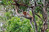Proboscis monkey or long-nosed monkey (Nasalis larvatus), Young male resting in a tree, Reserve of Labuk Bay, Sabah, Malaysia, North Borneo, Southeast Asia