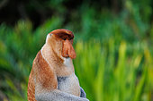 Proboscis monkey or long-nosed monkey (Nasalis larvatus), adult male, Reserve of Labuk Bay, Sabah, Malaysia, North Borneo, Southeast Asia