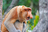 Proboscis monkey or long-nosed monkey (Nasalis larvatus), adult male, aggressive attitude towards another male, Reserve of Labuk Bay, Sabah, Malaysia, North Borneo, Southeast Asia