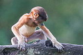 Proboscis monkey or long-nosed monkey (Nasalis larvatus), young, baby on a branch, Reserve of Labuk Bay, Sabah, Malaysia, North Borneo, Southeast Asia