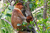 Proboscis monkey or long-nosed monkey (Nasalis larvatus), Young male in a tree, Reserve of Labuk Bay, Sabah, Malaysia, North Borneo, Southeast Asia