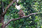 Southern pig-tailed macaque (Macaca nemestrina), male in a tree, Sepilok rehabilitation center, Sabah, Malaysia, North Borneo, Southeast Asia