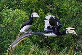Oriental pied Hornbill (Anthracoceros albirostris) flying, Reserve of Labuk Bay, Sabah, Malaysia, North Borneo, Southeast Asia