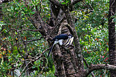 Oriental pied Hornbill (Anthracoceros albirostris), Reserve of Labuk Bay, Sabah, Malaysia, North Borneo, Southeast Asia