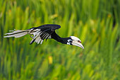 Oriental pied Hornbill (Anthracoceros albirostris) in flight, Reserve of Labuk Bay, Sabah, Malaysia, North Borneo, Southeast Asia