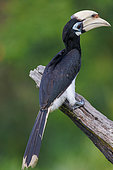 Oriental pied Hornbill (Anthracoceros albirostris), Reserve of Labuk Bay, Sabah, Malaysia, North Borneo, Southeast Asia