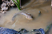 Giant mudskipper (Periophthalmodon schlosseri) outside its burrow in the mud, Labuk Bay Sanctuary, Malaysia, Sabah, Northern Borneo, Southeast Asia