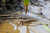 Giant mudskipper (Periophthalmodon schlosseri) outside its burrow in the mud, Labuk Bay Sanctuary, Malaysia, Sabah, Northern Borneo, Southeast Asia