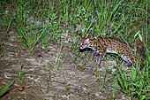 Leopard cat (Prionailurus bengalensis) , hunting in the grass at night, Tabin Nature Reserve, Sabah, Malaysia, North Borneo, Southeast Asia