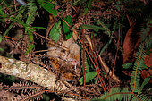 Sunda slow loris or Greater Slow Loris (Nycticebus coucang) at night in a tree, captured and ate a tree frog, Deramakot Forest Reserve which is a nature reserve in Sandakan, Sabah, Malaysia, North Borneo, Southeast Asia.