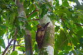 Sunda flying lemur (Galeopterus variegatus), also known as Sunda colugo, Malayan flying lemur and Malayan colugo, clinging to a tree trunk, Sepilok rehabilitation center, Sabah, Malaysia, North Borneo, Southeast Asia