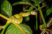 Borneon Keeled Pit Viper ( Tropidolaemus subannulatus,)Formerly part of the Wagler's Pit Viper species, curled up on a tree branch, Deramakot Forest Reserve which is a nature reserve in Sandakan, Sabah, Malaysia, North Borneo, Southeast Asia