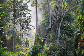 Forest along the trail, Deramakot Nature Reserve, Deramakot is a model FMU (Forest Management Unit), Sabah, Malaysia, North Borneo Southeast Asia