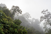 Forest along the trail, Deramakot Nature Reserve, Deramakot is a model FMU (Forest Management Unit), Sabah, Malaysia, North Borneo Southeast Asia