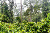 Forest along the trail, Deramakot Nature Reserve, Deramakot is a model FMU (Forest Management Unit), Sabah, Malaysia, North Borneo Southeast Asia