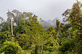 Forest along the trail, Deramakot Nature Reserve, Deramakot is a model FMU (Forest Management Unit), Sabah, Malaysia, North Borneo Southeast Asia