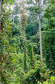 Forest along the trail, Deramakot Nature Reserve, Deramakot is a model FMU (Forest Management Unit), Sabah, Malaysia, North Borneo Southeast Asia