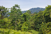 Forest along the trail, Tabin Nature Reserve, Sabah, Malaysia, North Borneo, Southeast Asia