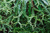 Forest along the trail, Ferns, Tabin Nature Reserve, Sabah, Malaysia, North Borneo, Southeast Asia