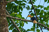 Wreathed hornbill or bar-pouched wreathed hornbill (Rhyticeros undulatus) (Rhyticeros undulatus formerly Aceros undulatus), perched in a tree, Tabin Nature Reserve, Sabah, Malaysia, North Borneo, Southeast Asia