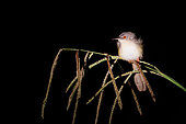 Yellow-bellied Prinia (Prinia flaviventris), spends the night on a herbaceous plant, Tabin Nature Reserve, Sabah, Malaysia, North Borneo, Southeast Asia