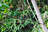 Red-bearded bee-eater (Nyctyornis amictus), perched on a branch in a tree, hunting insects, Deramakot Forest Reserve which is a nature reserve in Sandakan, Sabah, Malaysia, Northern Borneo, Southeast Asia