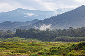 Forest along the runway, primary forest replaced by oil palm plantations, Destruction of natural environments, Tabin Nature Reserve, Sabah, Malaysia, Northern Borneo, Southeast Asia