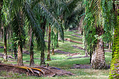 Oil palm plantation, Sandakan, Sabah, Malaysia, North Borneo, Southeast Asia