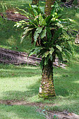 oil palm plantation, trunk colonized by ferns, Sandakan, Sabah, Malaysia, North Borneo, Southeast Asia