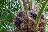Oil palm plantation, fruit ready to be harvested, Sandakan, Sabah, Malaysia, North Borneo, Southeast Asia
