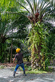 Oil palm plantation, harvesting fruits, Sandakan, Sabah, Malaysia, North Borneo, Southeast Asia