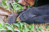 Borneo Malay Bear Center, Bornean Sun Bear (Helarctos malayanus), claw detail, Rescue and Rehabilitation Center, Sepilok Rehabilitation Center, Sabah, Malaysia, North Borneo, Southeast Asia