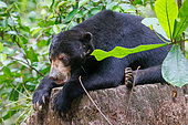 Borneo Malay Bear Center, Bornean Sun Bear (Helarctos malayanus), Rescue and Rehabilitation Center, Sepilok Rehabilitation Center, Sabah, Malaysia, North Borneo, Southeast Asia