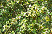 Silverleaf cotoneaster, Cotoneaster pannosus, in bloom