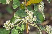 Silverleaf cotoneaster, Cotoneaster pannosus, in bloom