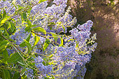 California lilac, Ceanothus delileanus 'Gloire de Versailles', flowers