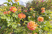 Rosa 'Philippe Noiret' in bloom