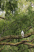 Little egret (Egretta garzetta) perched in a tree, Danube delta, Romania