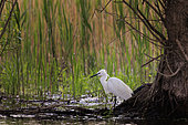 Little egret (Egretta garzetta), along a canal in the Danube delta, Romania