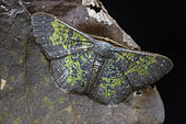 Zamarada moth (Zamarada sp) latimargo, Mabira forest, Uganda